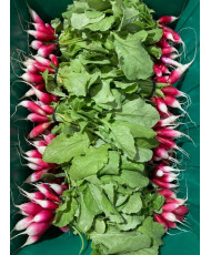 Radish